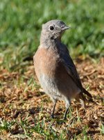Bluebird2.jpg