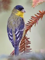 GoldFinch.jpg