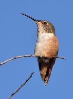 Hummer2.jpg
