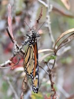 Monarch.jpg