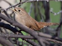 Wren4.jpg