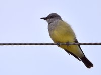 Kingbird.jpg