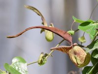Aristolochia.jpg