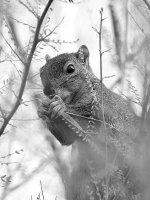 SquirrelBW.jpg