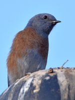 Bluebird4.jpg