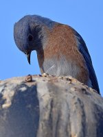 Bluebird5.jpg