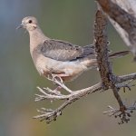 Dove.jpg