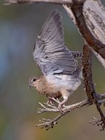Dove2.jpg