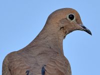 Dove5.jpg