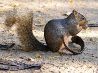 Squirrel.jpg