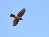 Hawk.jpg
