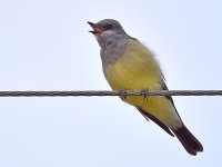 Kingbird3.jpg