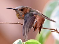 Hummer8.jpg