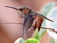 Hummer9.jpg