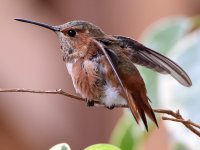 Hummer11.jpg