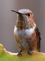 Hummer2.jpg