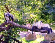 9-21-16 CLE Zoo   21sm.jpg