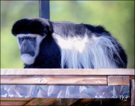 9-21-16 CLE Zoo   23sm.jpg