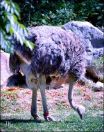 9-21-16 CLE Zoo   24sm.jpg