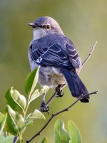 Mockingbird2.jpg