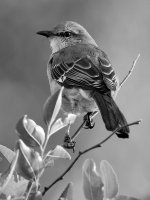 MockingbirdBW.jpg