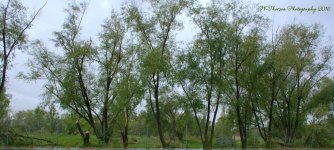 Swan Lakes Golf Course 9-23-2016.jpg