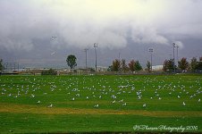 Field of Seagulls 9-23-2016.jpg