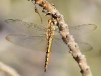 Dragonfly.jpg