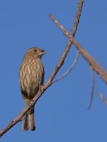 Finch.jpg