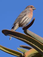 Finch3.jpg