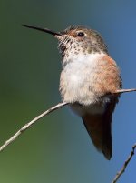 Hummer10.jpg