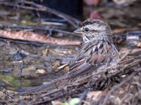 Sparrow11.jpg