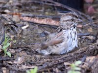 Sparrow8.jpg