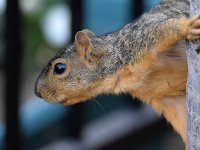 Squirrel.jpg