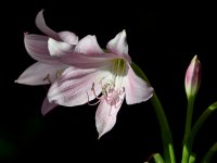 Lilies.jpg