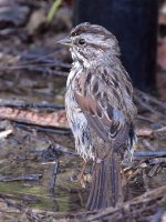 Sparrow9.jpg