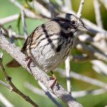 Sparrow20.jpg