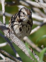 Sparrow18.jpg
