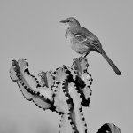 MockingbirdBW.jpg