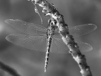 DragonflyBW.jpg
