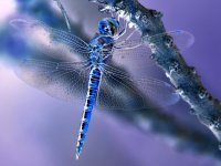DragonflyREV.jpg