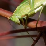 Grasshopper.jpg