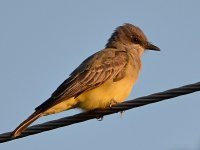 Kingbird3.jpg