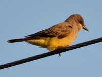 Kingbird.jpg