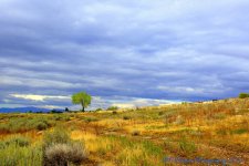 Single Tree on Ben Lomond 9-24-2016.jpg
