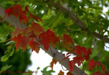 Red Leaves 9-24-2016.jpg