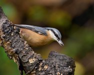 DSC_1282.jpg