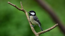 DSC_1295.jpg