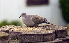 DSC_1909.jpg