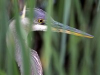 BlueHeron.jpg